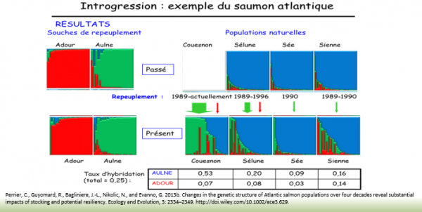 Introgression saumon atlantique